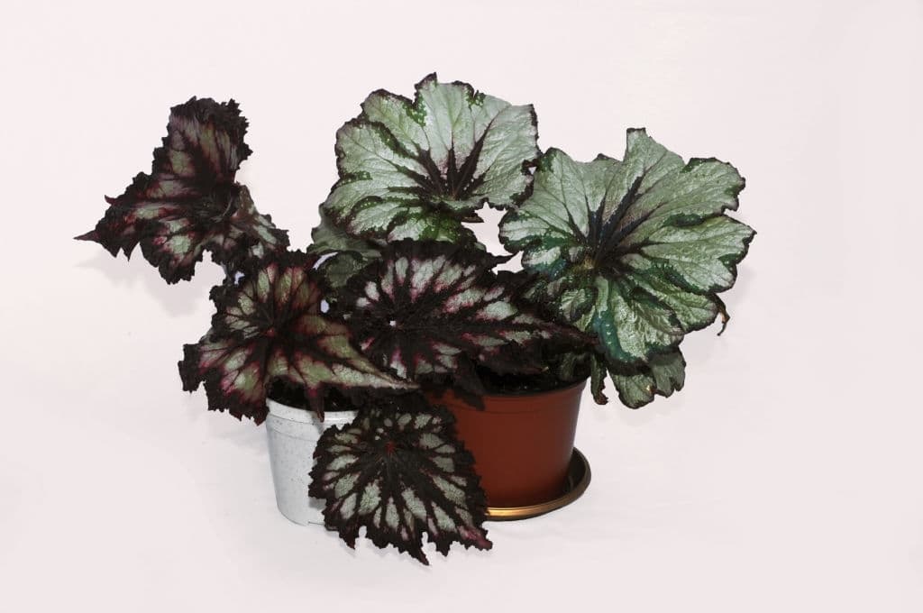 16+ Different Types Of Begonias With Naмes and Pictures