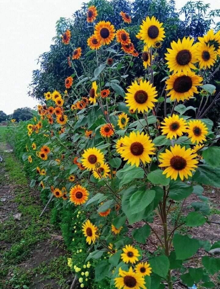 23 Autumn Beauty sunflower