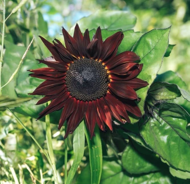 24 red sun sunflower