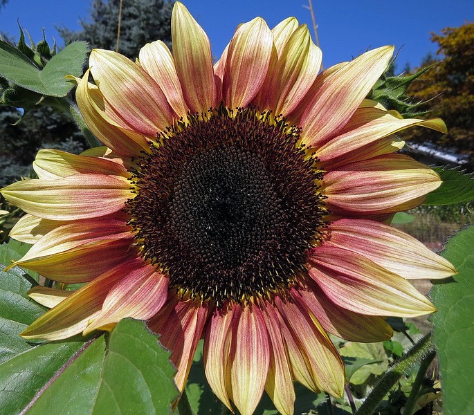 25 Ruby Eclipse sunflower