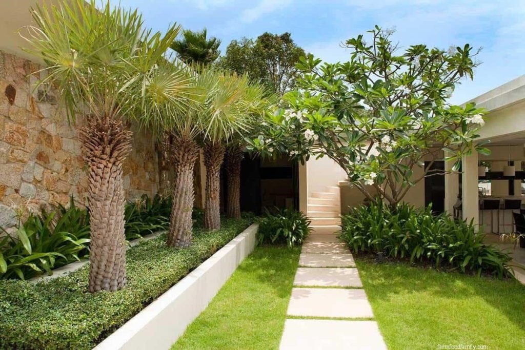7 palm tree landscaping ideas