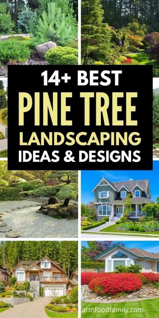 Landscape design under pine trees