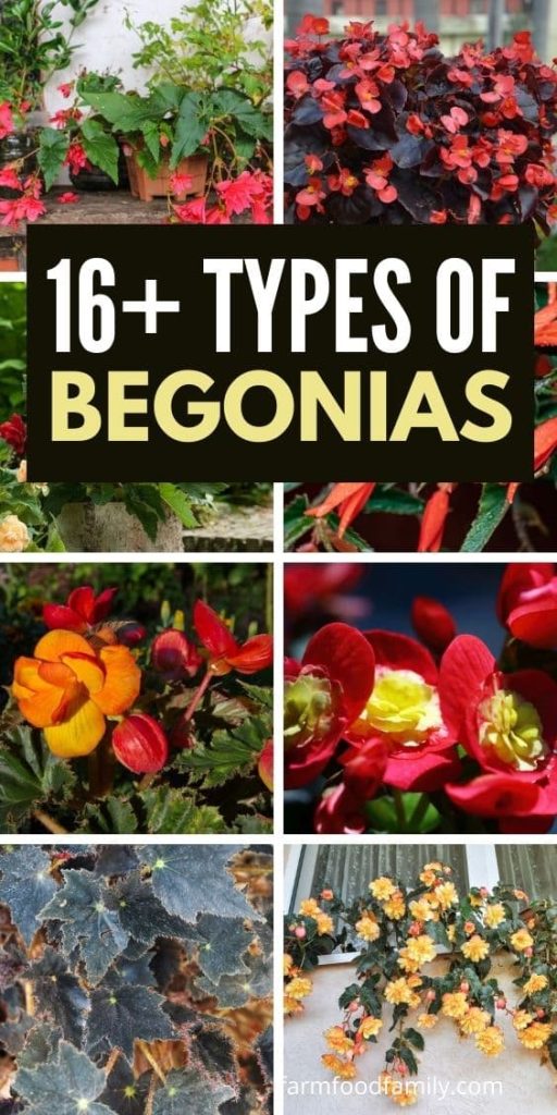 different types of begonias