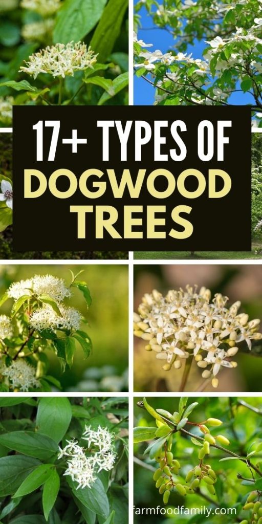different types of dogwood trees