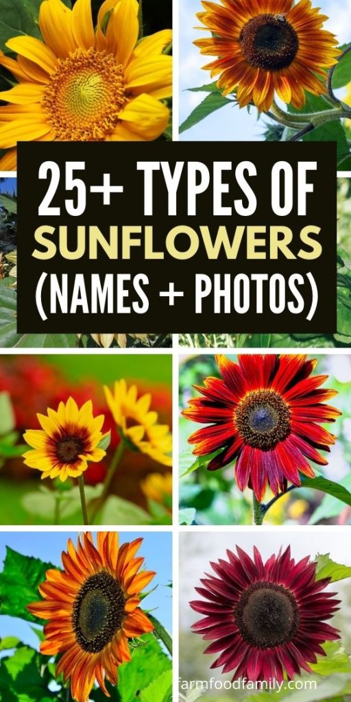 different types of sunflowers