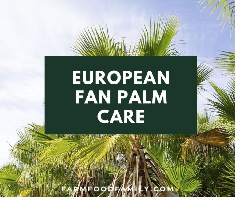 European Fan Palm (Chamaerops humilis) Care