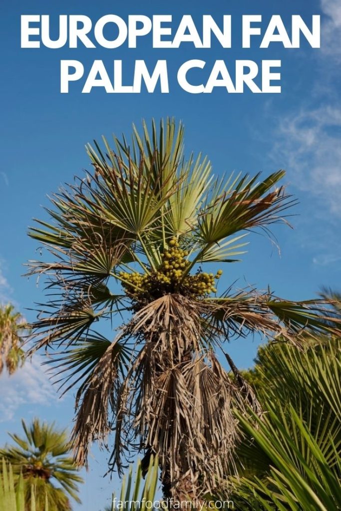 how to care for european fan palm