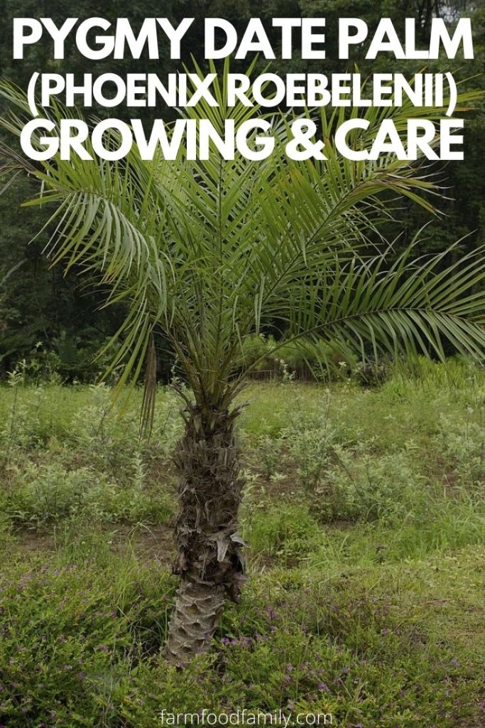 how to care for pygmy date palm