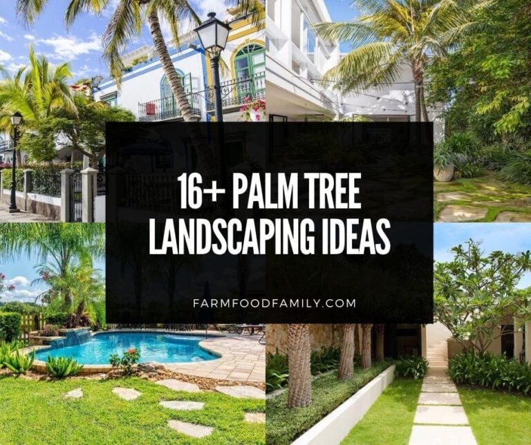 16 Palm Tree Landscaping Ideas and Designs