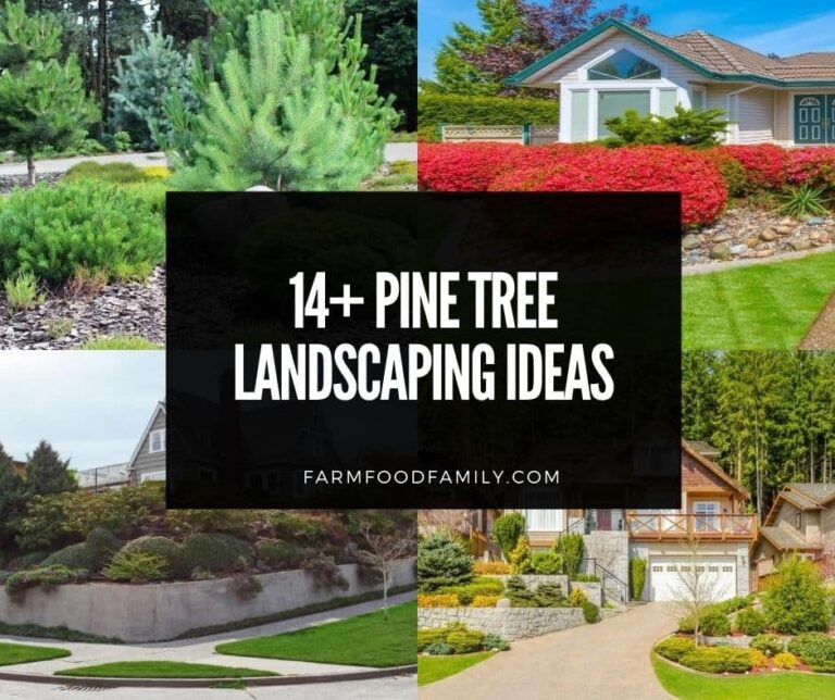 14+ Pine Tree Landscaping Ideas
