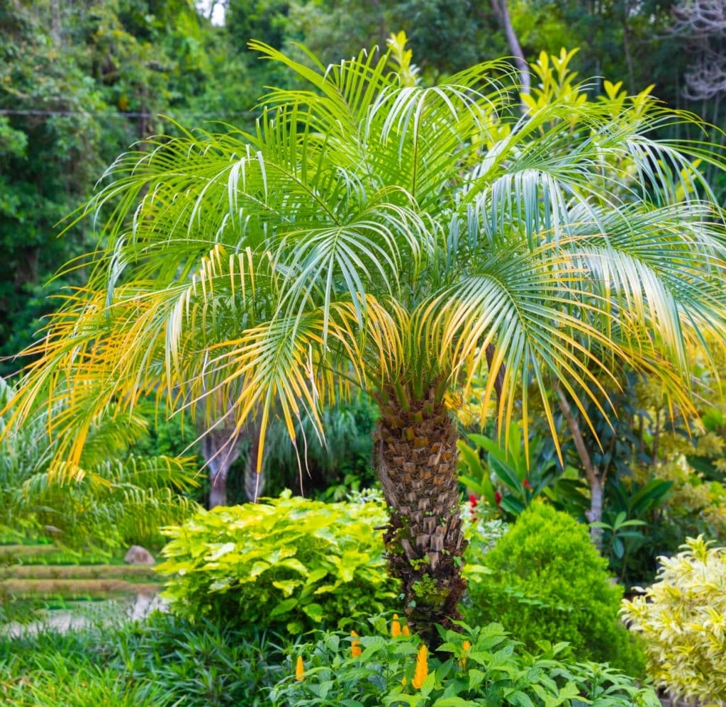 pygmy date palm
