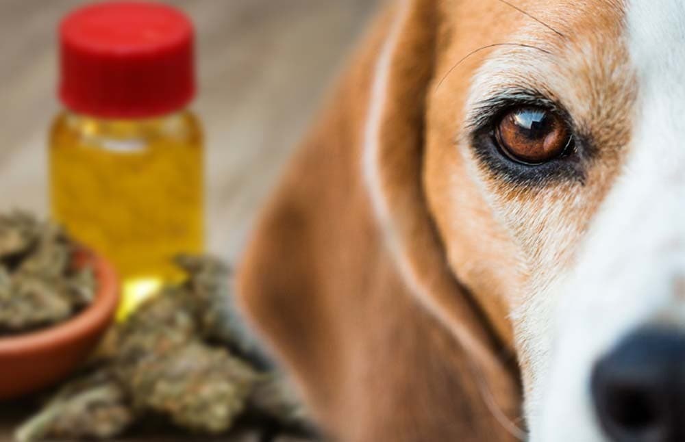 risks cbd oil for dogs