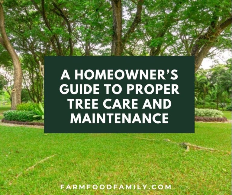 A Homeowner’s Guide To Proper Tree Care And Maintenance