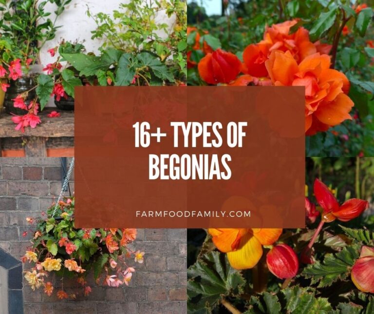 16+ Different Types Of Begonias