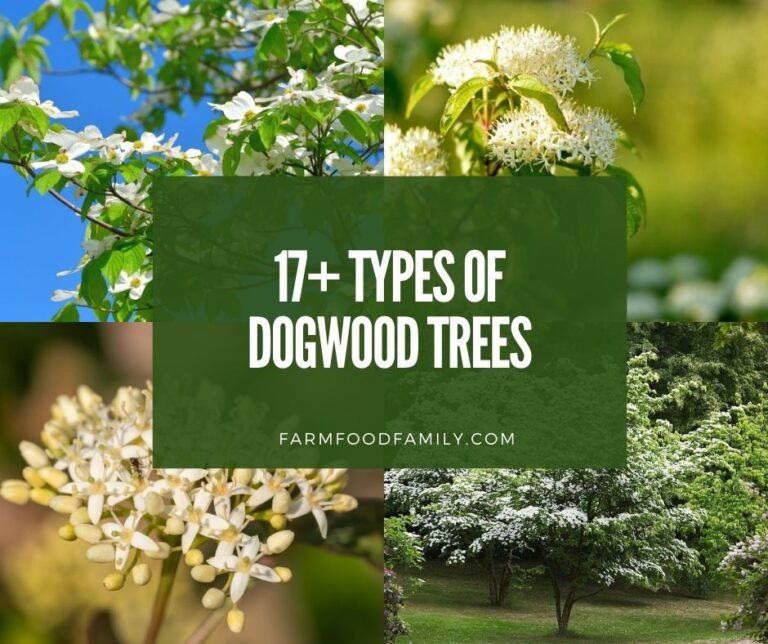 17+ Different Types Of Dogwood Trees