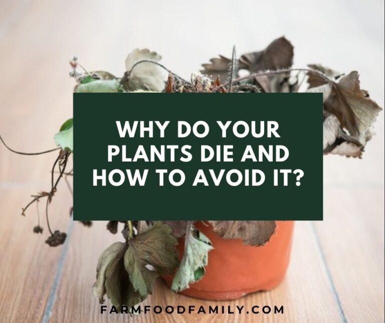 Why Do Your Plants Die And How To Avoid It?