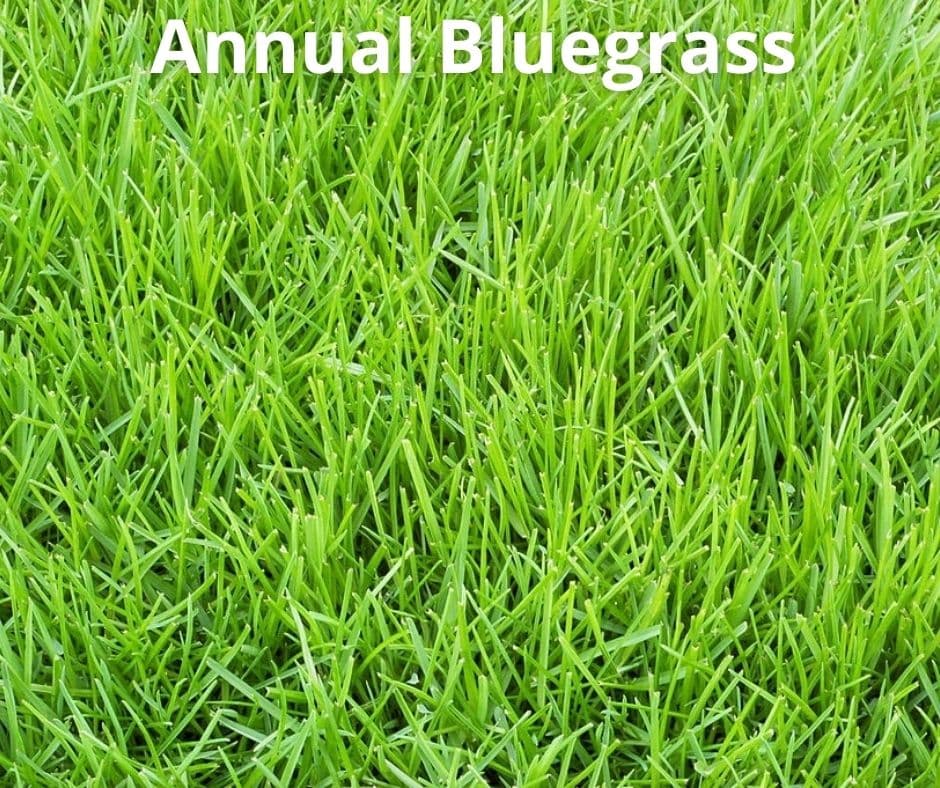 1 Annual Bluegrass