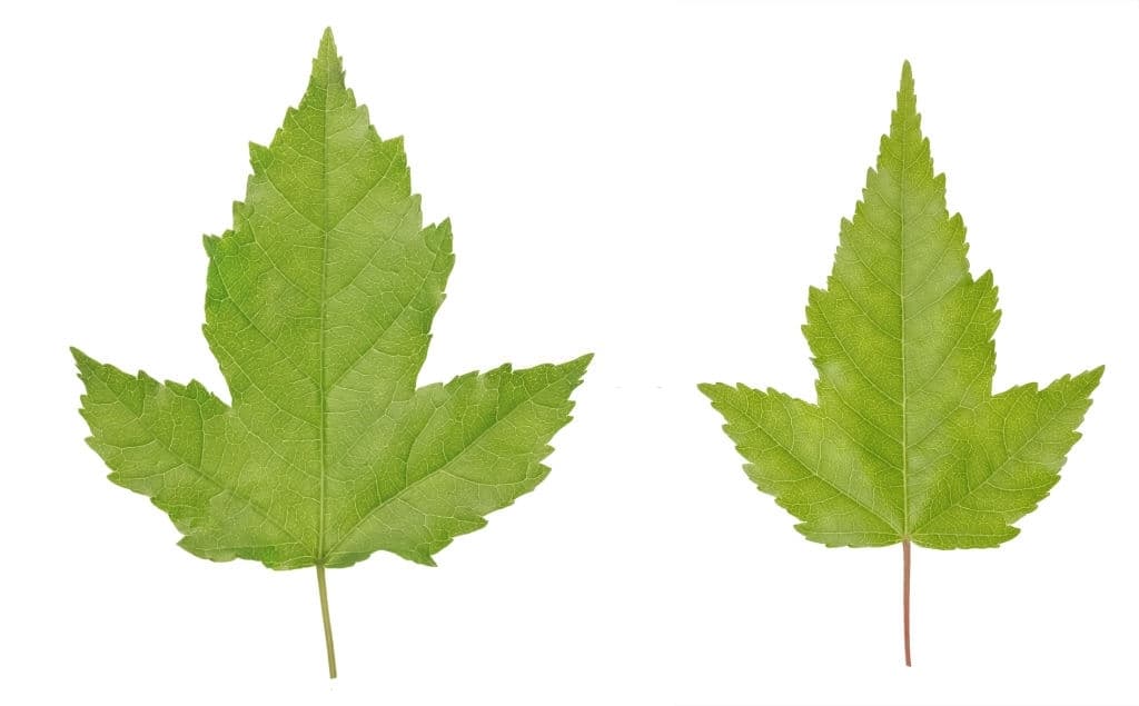 1 acer ginnala or amur maple leaves