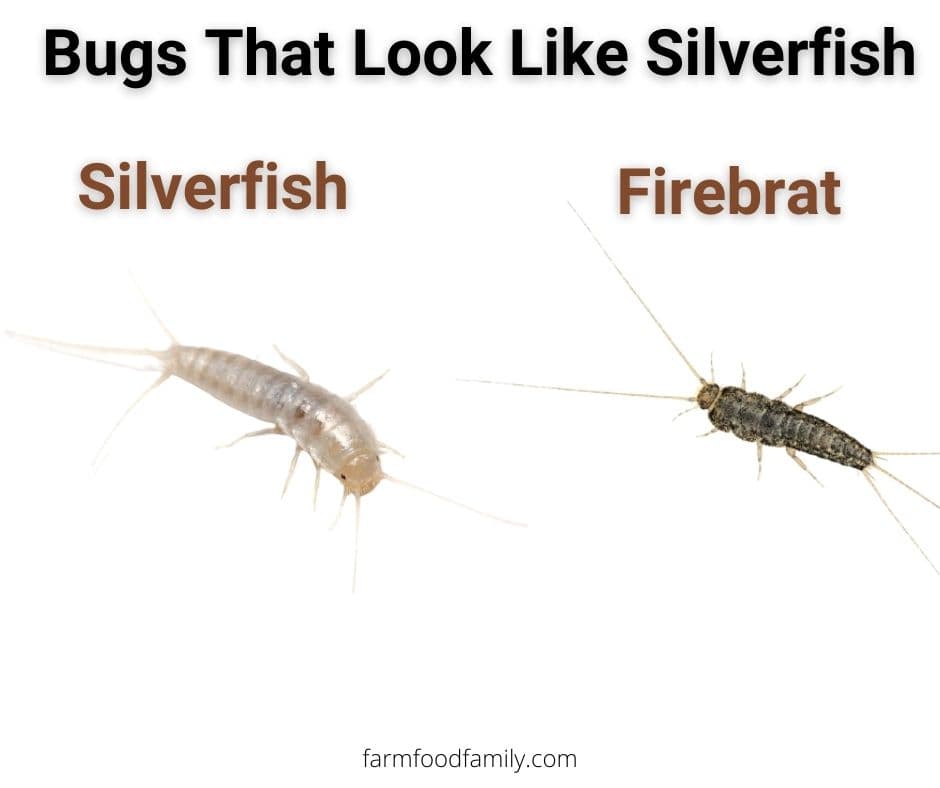 1 bugs that look like silverfish