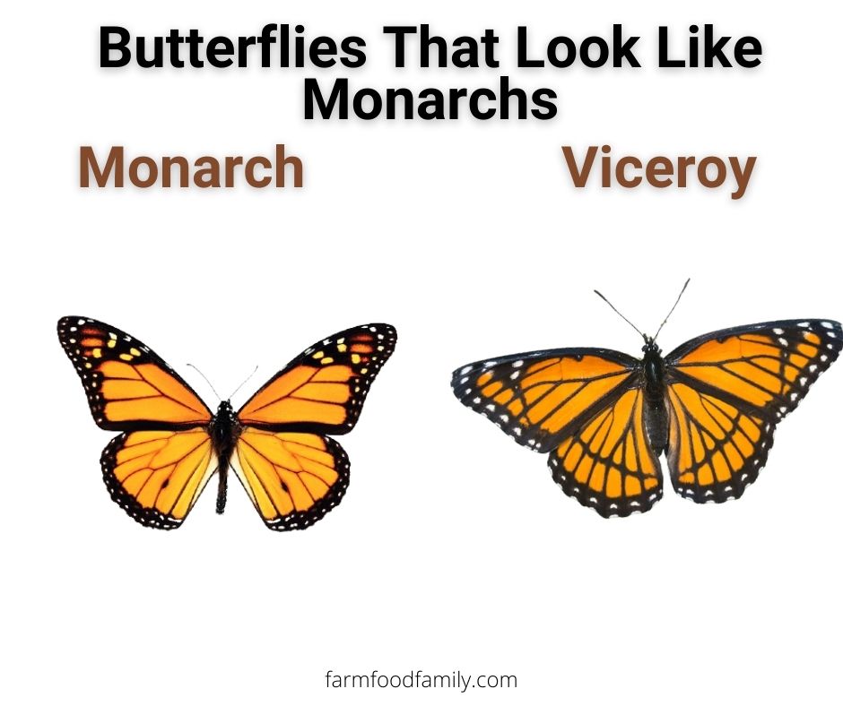 1 butterflies that look like monarchs