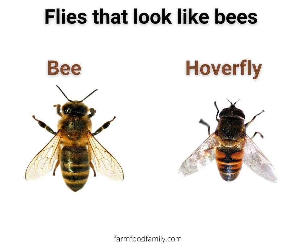 1 flies that look like bees