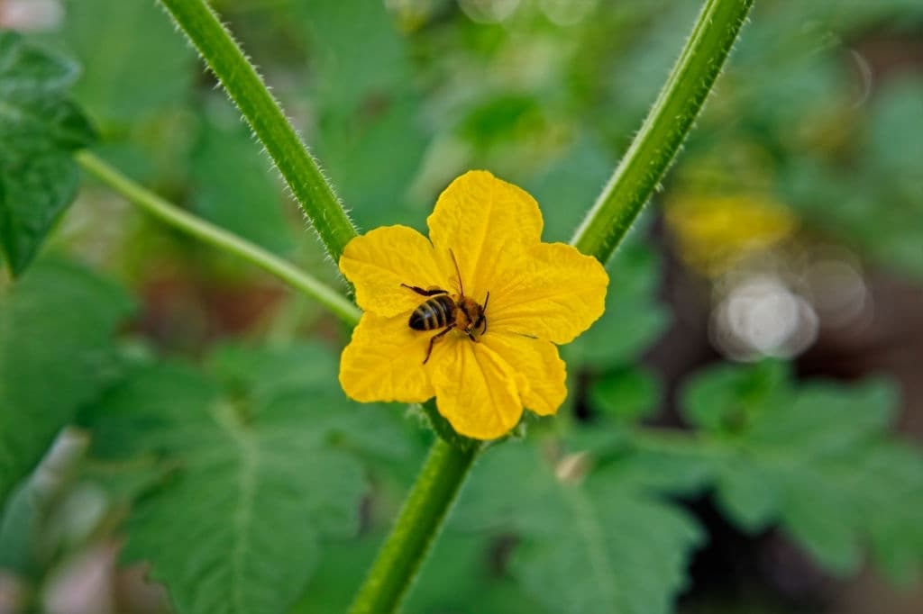 1 plants that repel wasps cucumber