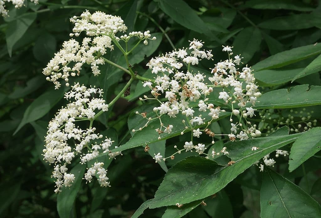 1 trees with white flowers american elderberry