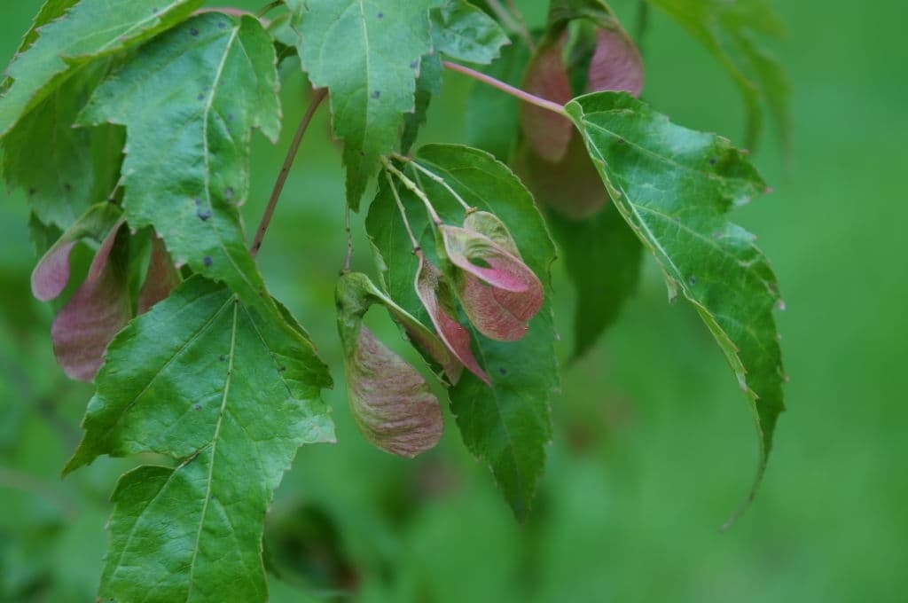 1 types of maple trees amur maple acer ginnala