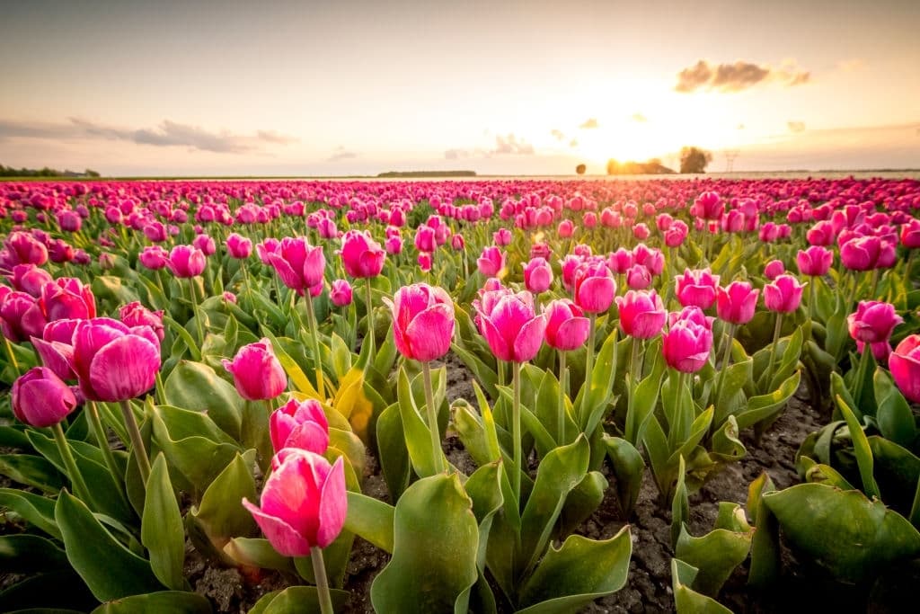 10 flowers mean death tulips