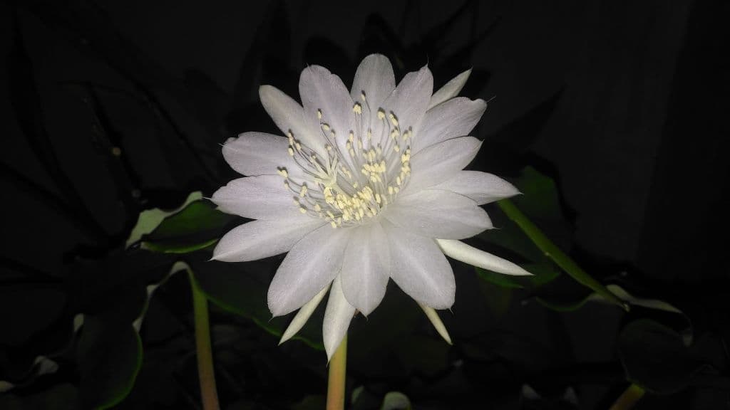 10 flowers that bloom at night