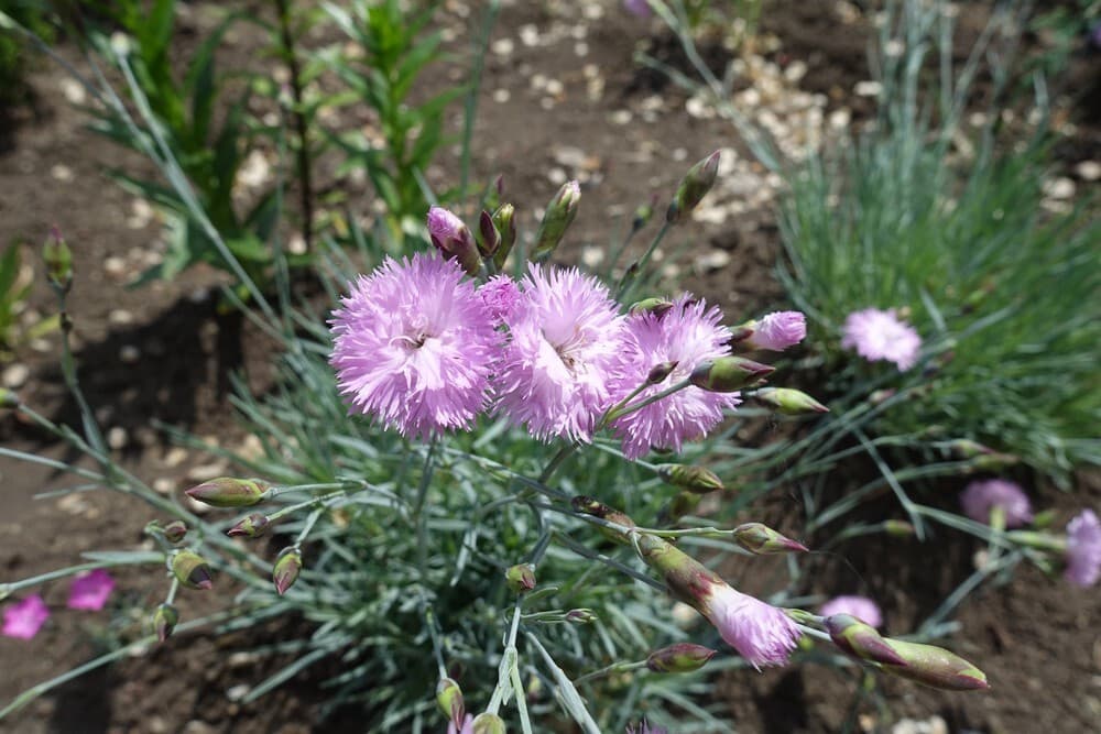 10 flowers that look like roses dianthus