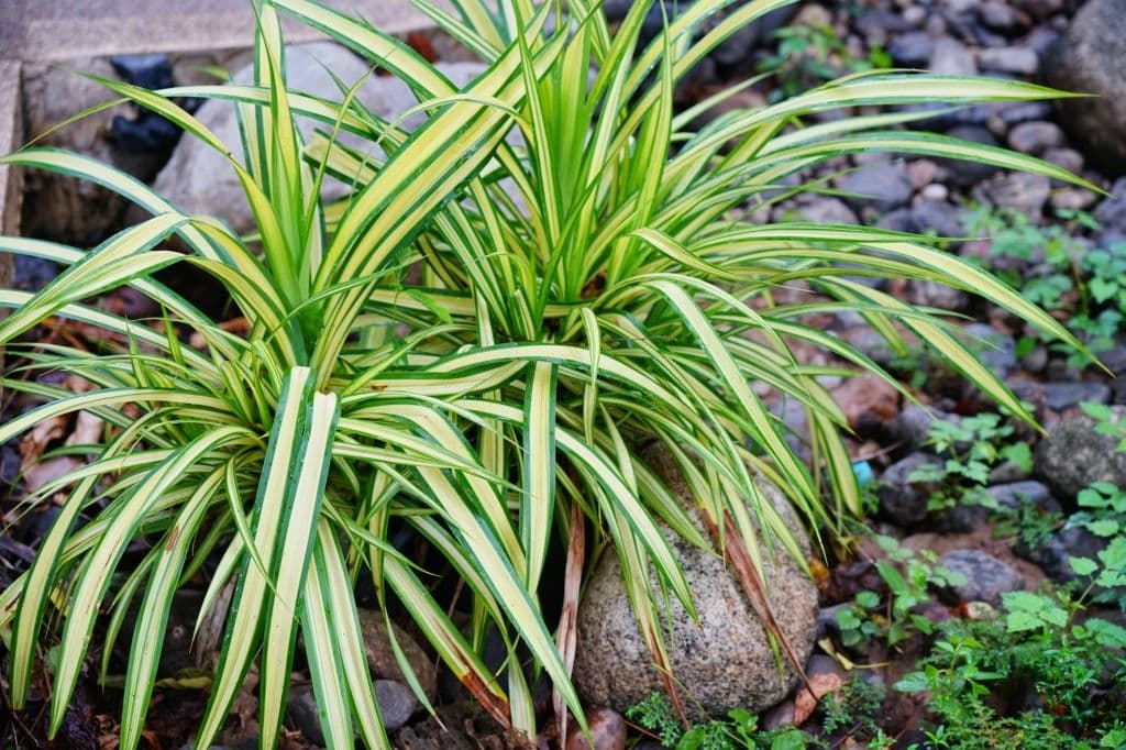 10 plants that grow in the dark snake plants