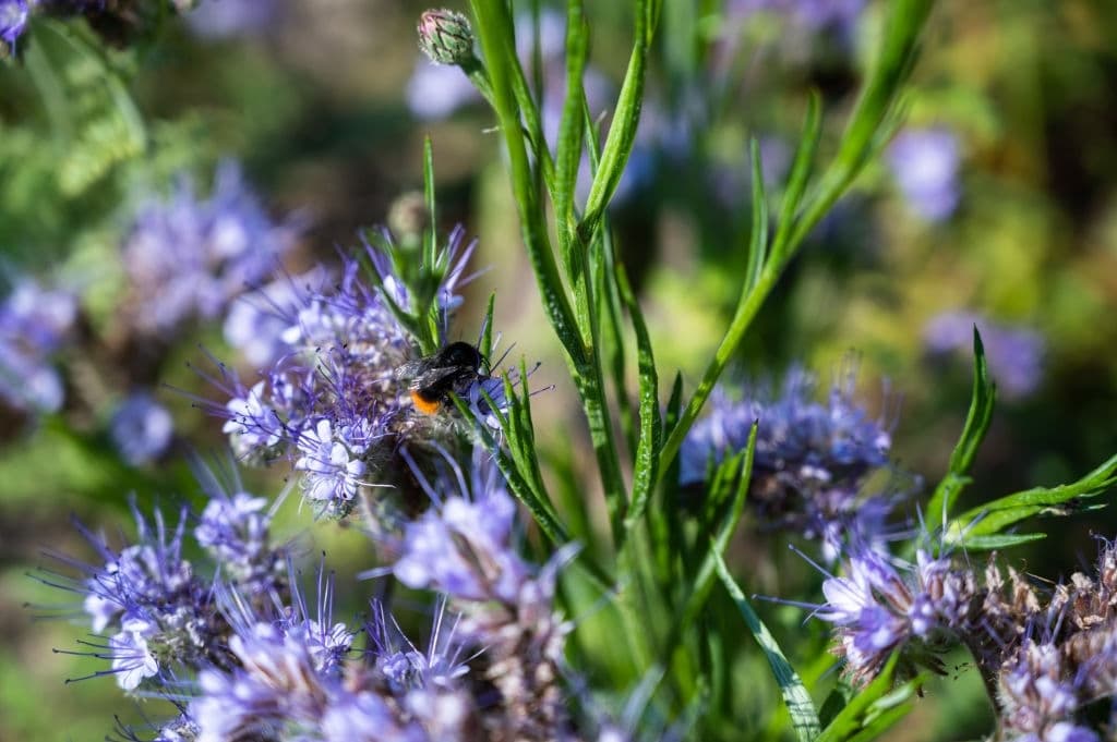 10 plants that repel wasps pennyroyal