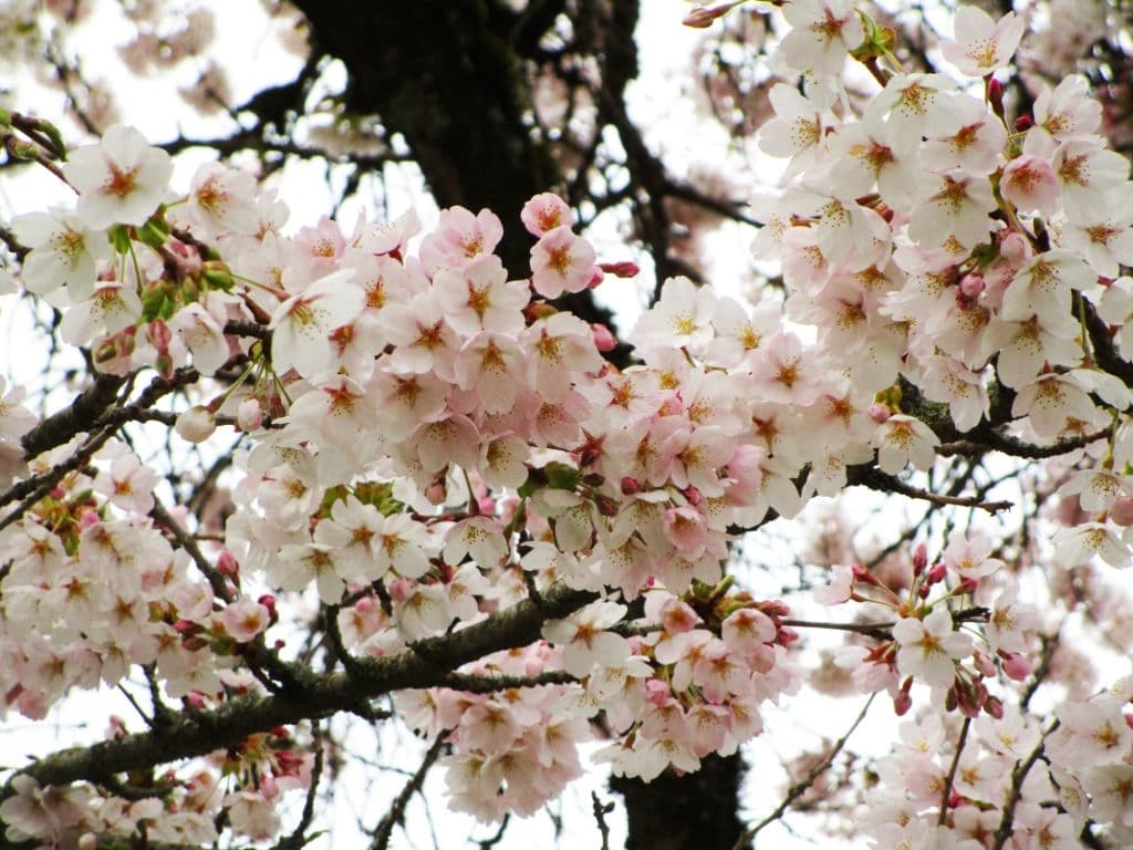 10 trees with white flowers yoshino cherry