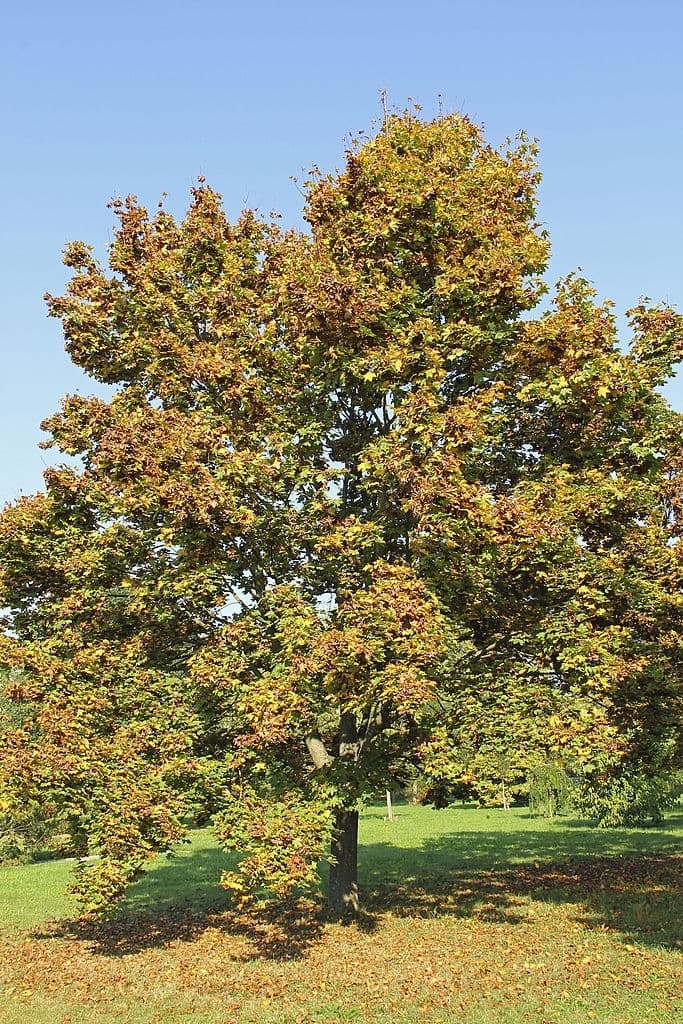 11 acer platanoides tree