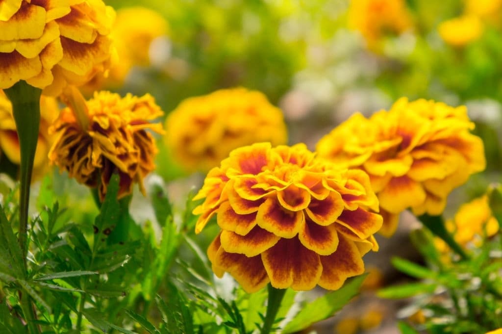 11 flowers mean death marigold