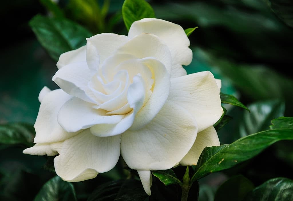 11 flowers that look like roses gardenia