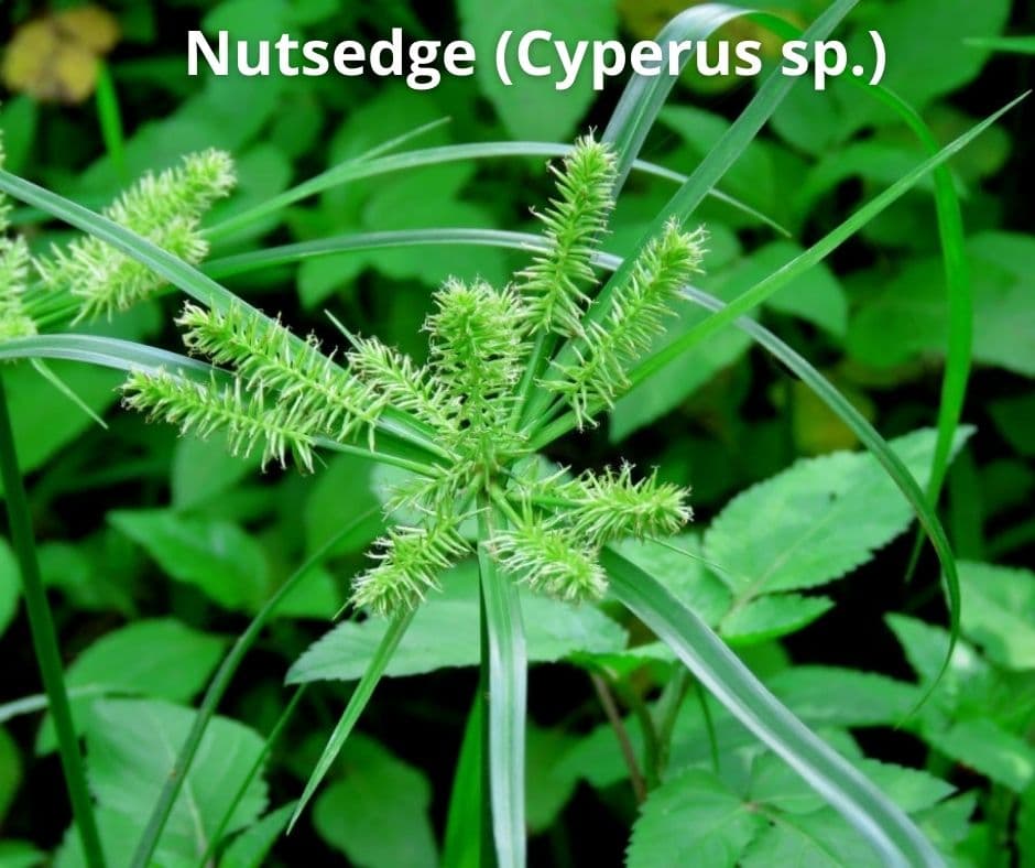 11 nutsedge cyperus