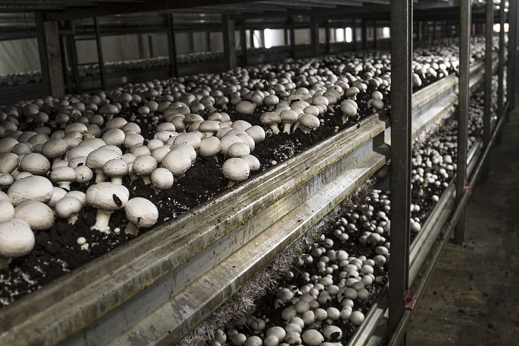 11 plants that grow in the dark mushroom