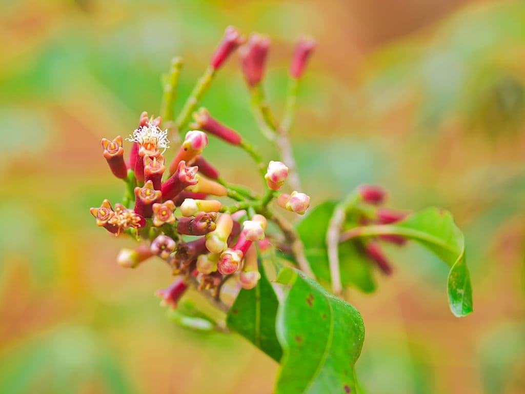 11 plants that repel wasps cloves
