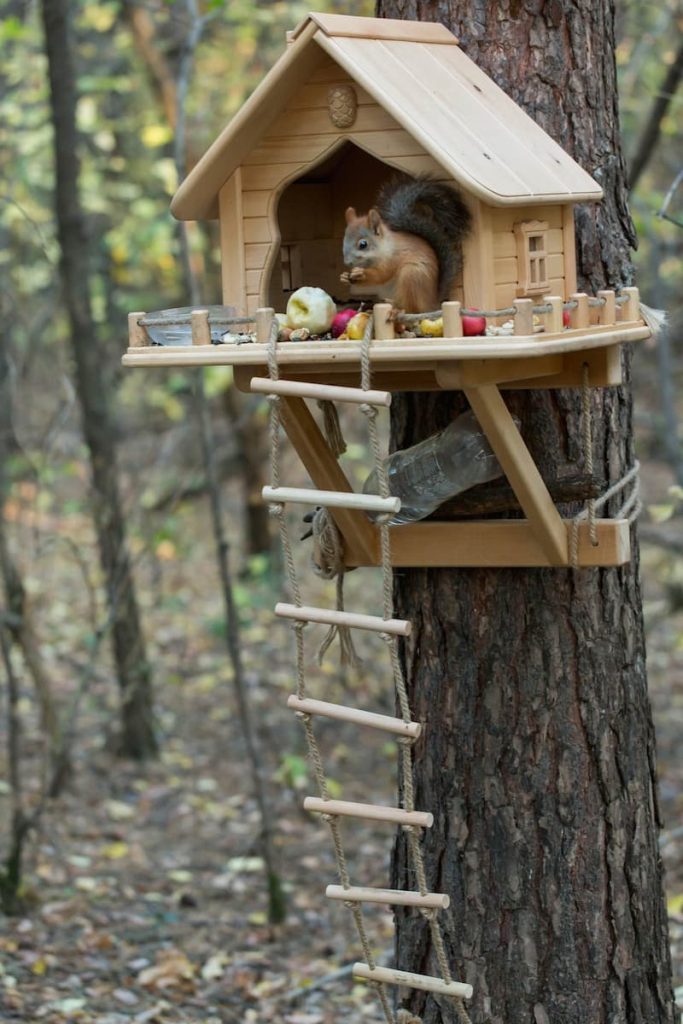 11 squirrel feeder plans