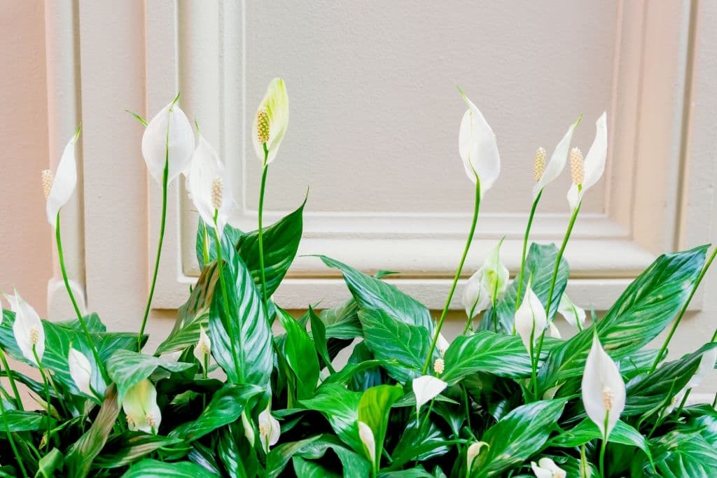 12 flowers mean death peace lily