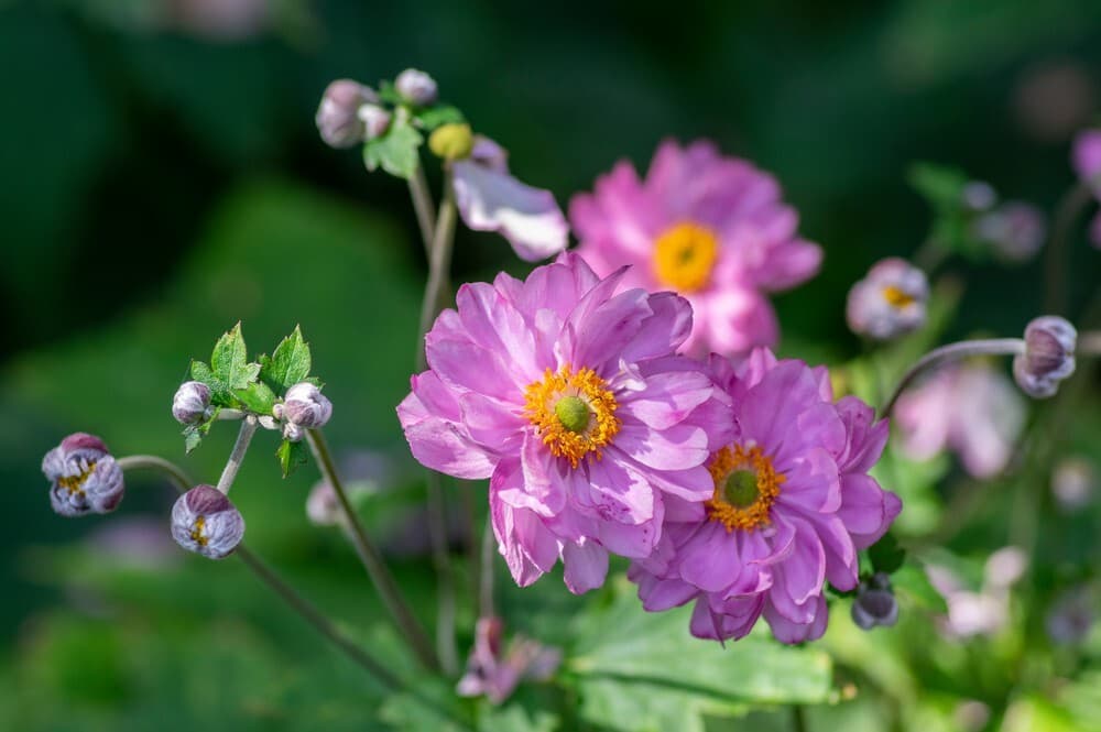 12 flowers that look like roses anemone