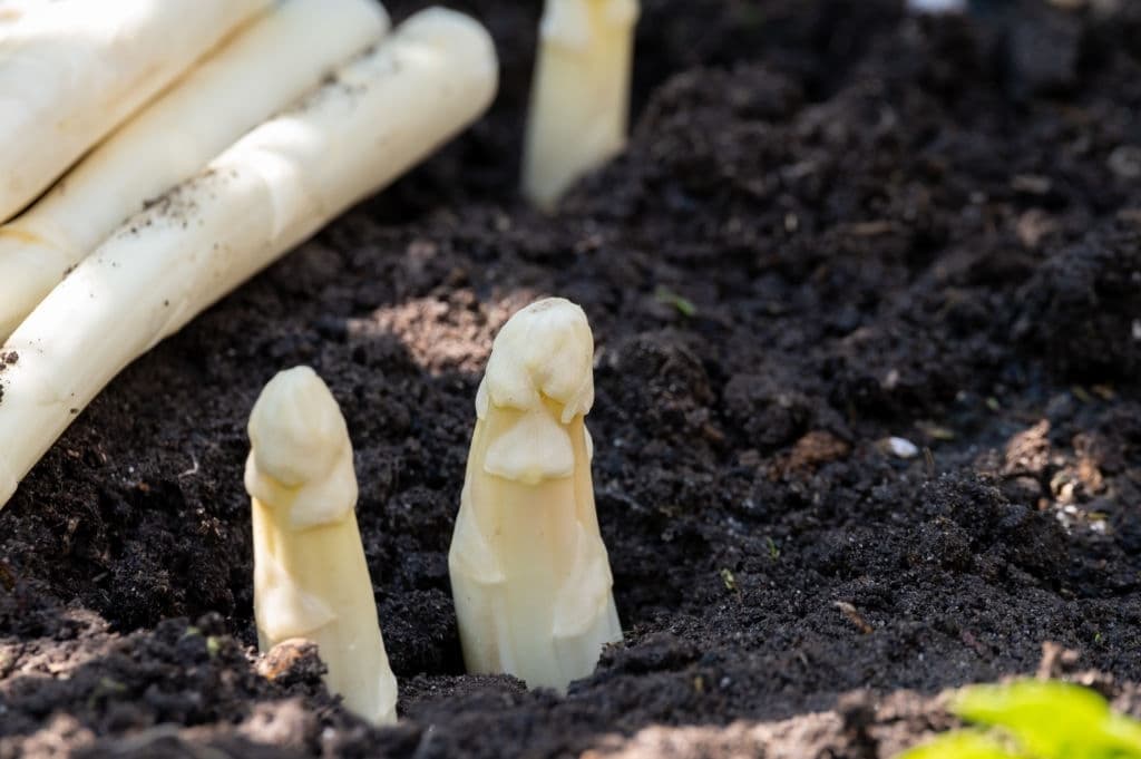 12 plants that grow in the dark white asparagus