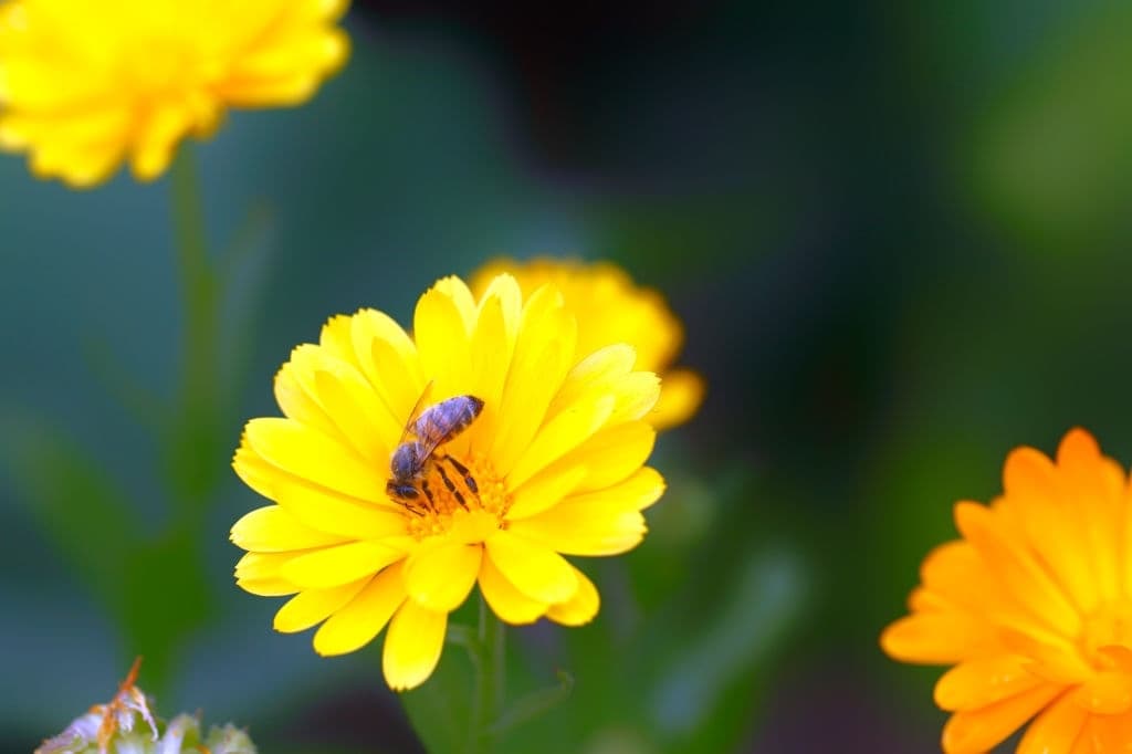 12 plants that repel wasps marigolds