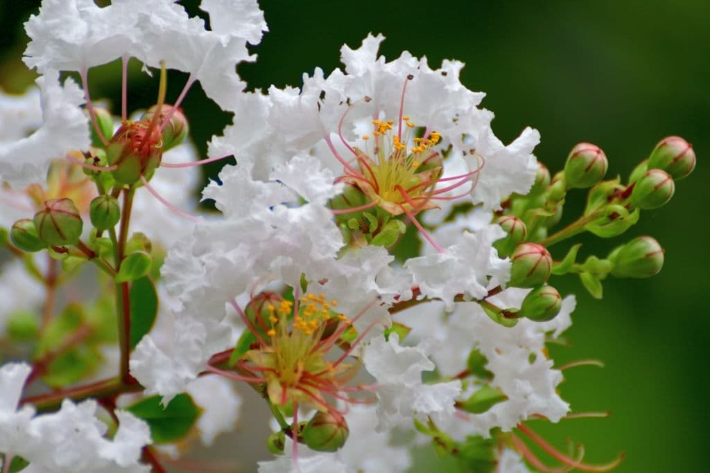 12 trees with white flowers japanese crape myrtle