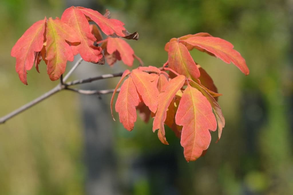 13 paperbark maple leaves