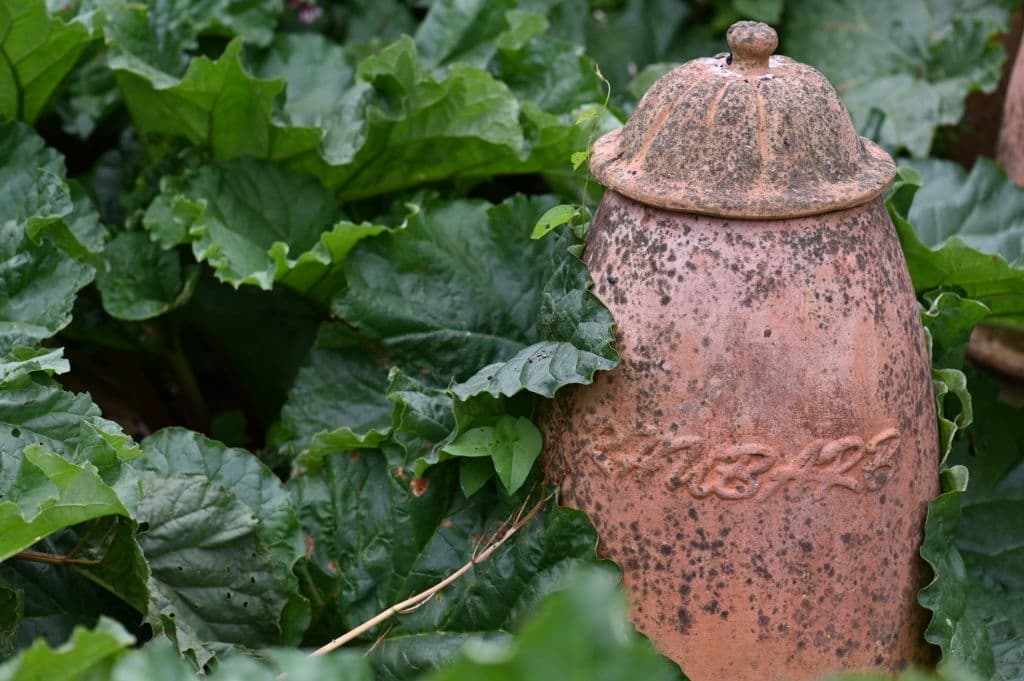 13 plants that grow in the dark forced rhubarb