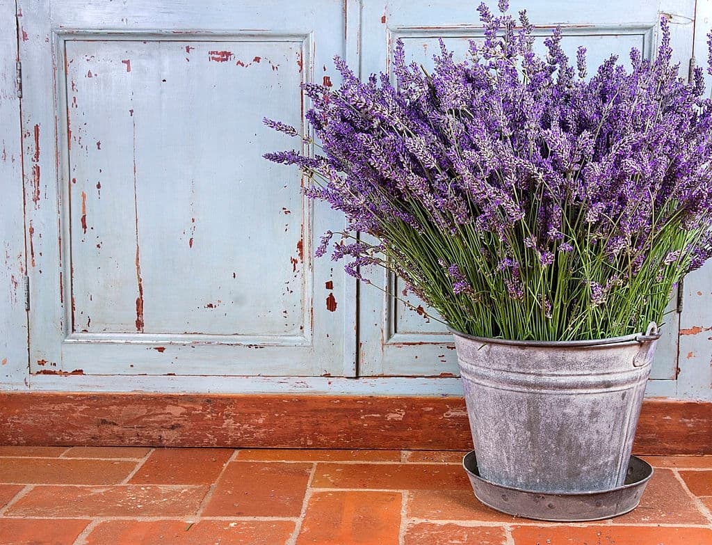 13 plants that repel roaches lavender