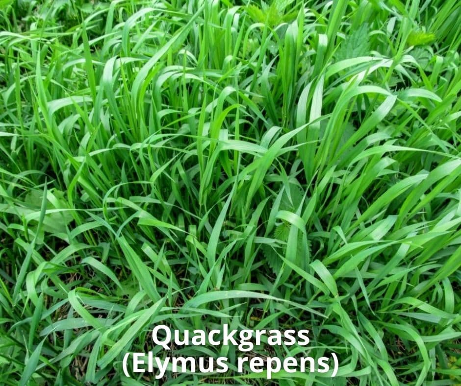 13 quackgrass elymus repens